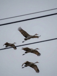 В Беларусь вернулись журавли – в Бресте засняли первых прилетевших птиц