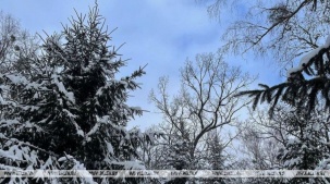 Белорусские ученые подготовили издания о разнообразии растительного мира Беловежской пущи