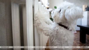 Когда отключают отопление? Сроки и условия разъяснили в "Белэнерго"