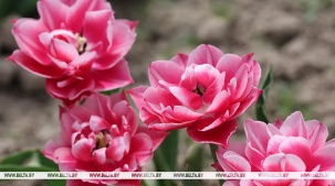 Около 1 млн цветов добавят ярких красок Бресту в этом году