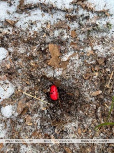 Житель Бреста хотел забрать закладку, но был задержан