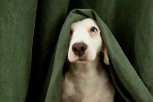 От налога на собаку не скрыться: как будут вычислять неплательщиков