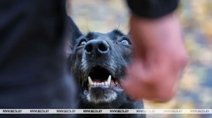Кто освобожден от уплаты налога за владение собаками, рассказали в МНС