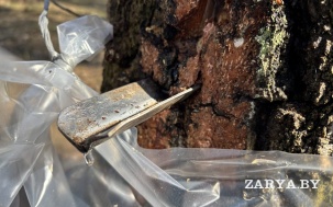 В Ивановском районе приступили к заготовке березового сока