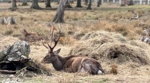 В Беловежской пуще пополнение: в вольеры из Бреста перевезли пятнистых оленей