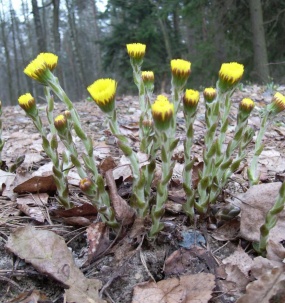 В Беловежской пуще появились первоцветы. Зацветает мать-и-мачеха