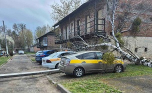 Дерево и опора ЛЭП упали на два автомобиля в Бресте
