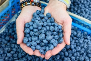 Придется ли заплатить налог за продажу ягод и грибов, ответили в МНС