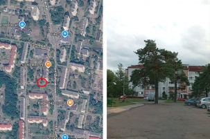 В Бресте опасное для водителей дерево предлагают превратить в арт-объект. Оно пережило вырубку целой рощи