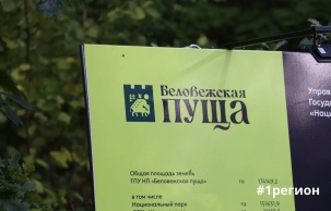 Площадка для концертной программы «Зубр-феста» вынесена за пределы нацпарка с учётом отзывов из соцсетей