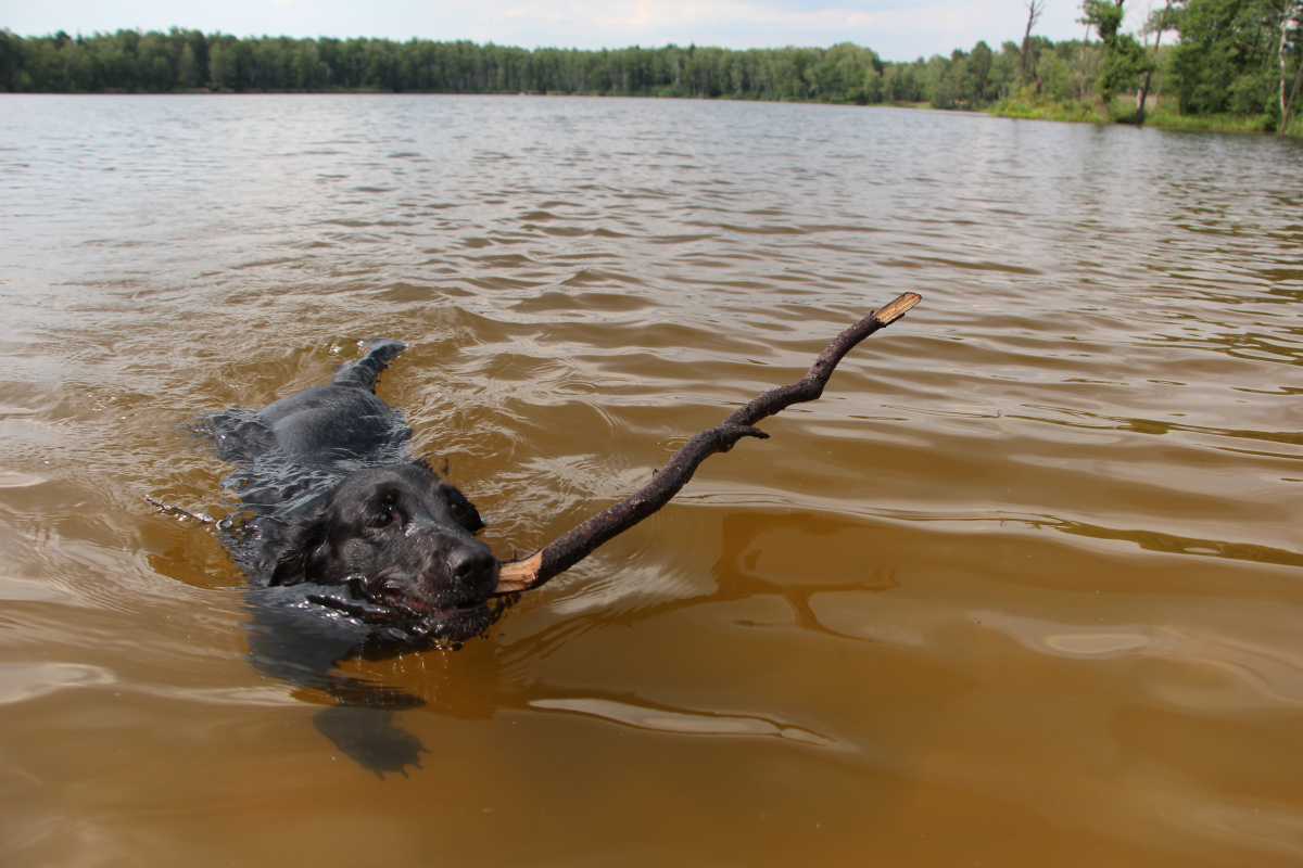 Когда люди научатся любить как собаки