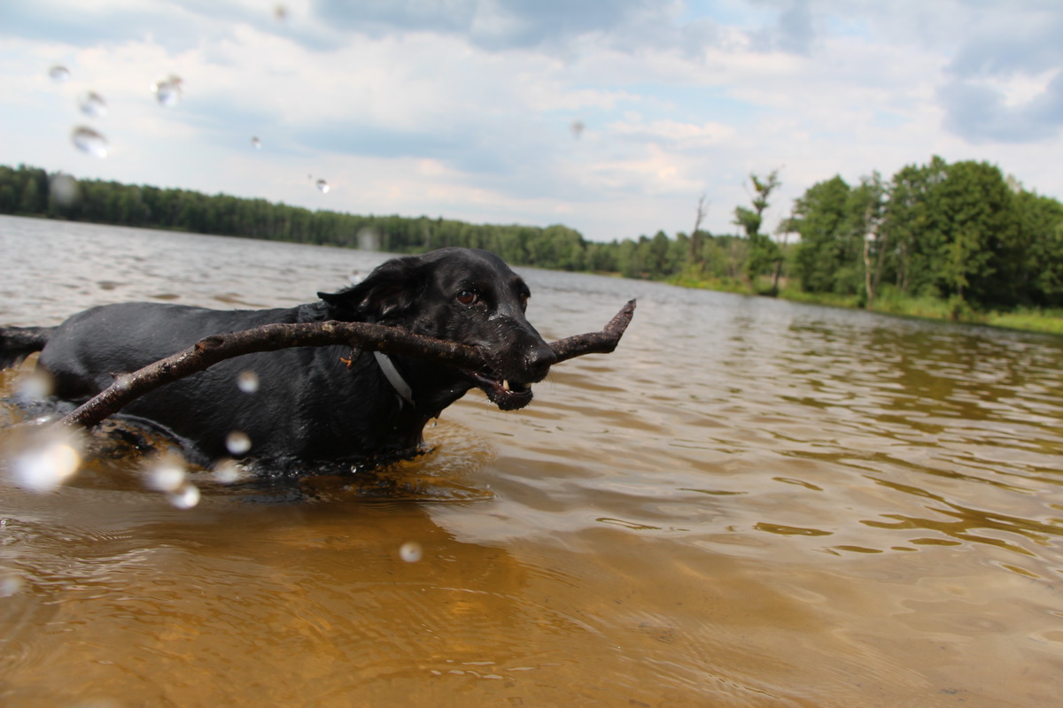 Когда люди научатся любить как собаки
