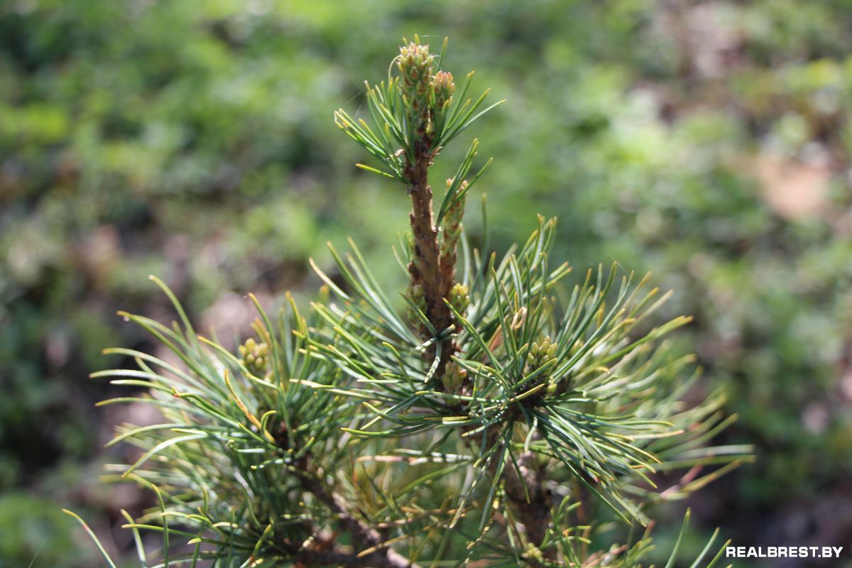 Посадить дерево — самый неэгоистичный из поступков