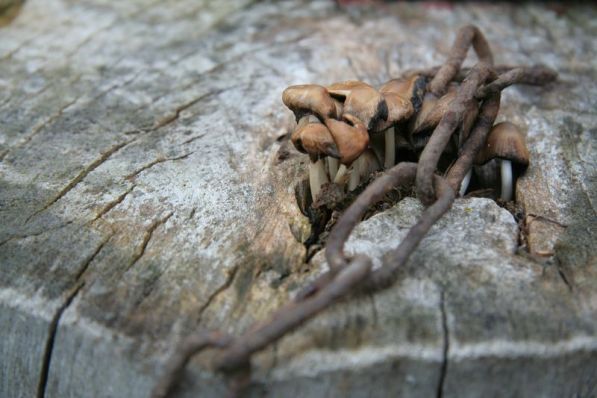 Зачем современному жителю Бреста домик на хуторе?