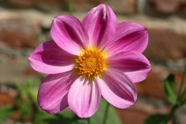 Зачем современному жителю Бреста домик на хуторе?