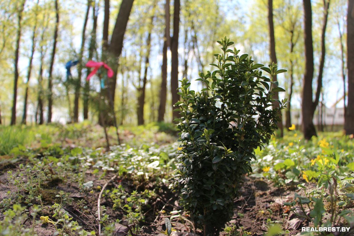Посадить дерево — самый неэгоистичный из поступков