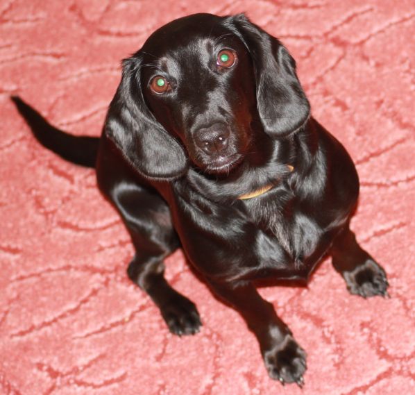 В чем собаки лучше людей?