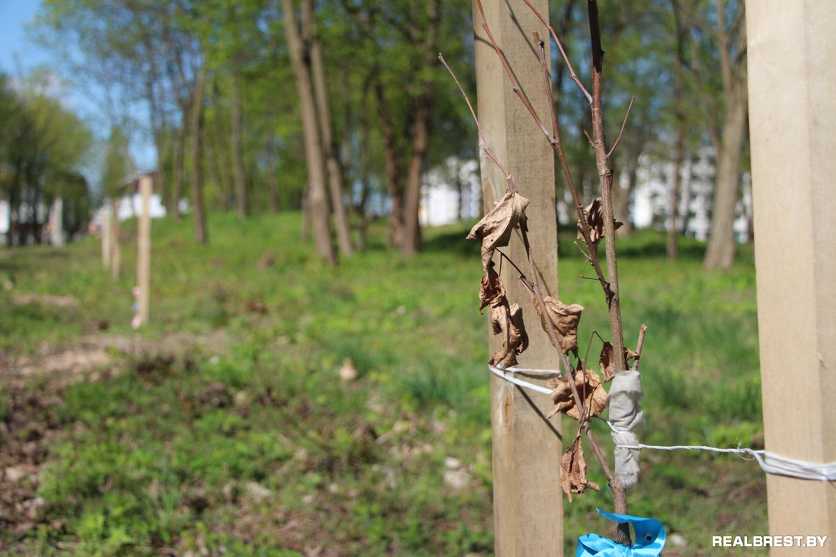 Посадить дерево — самый неэгоистичный из поступков