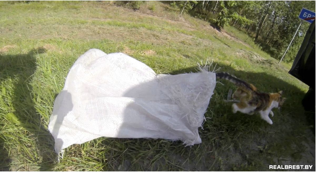 Кот в мешке