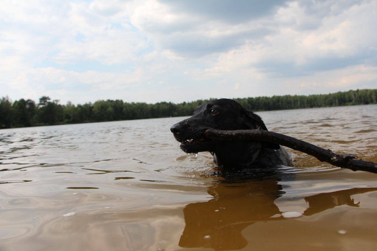 Когда люди научатся любить как собаки