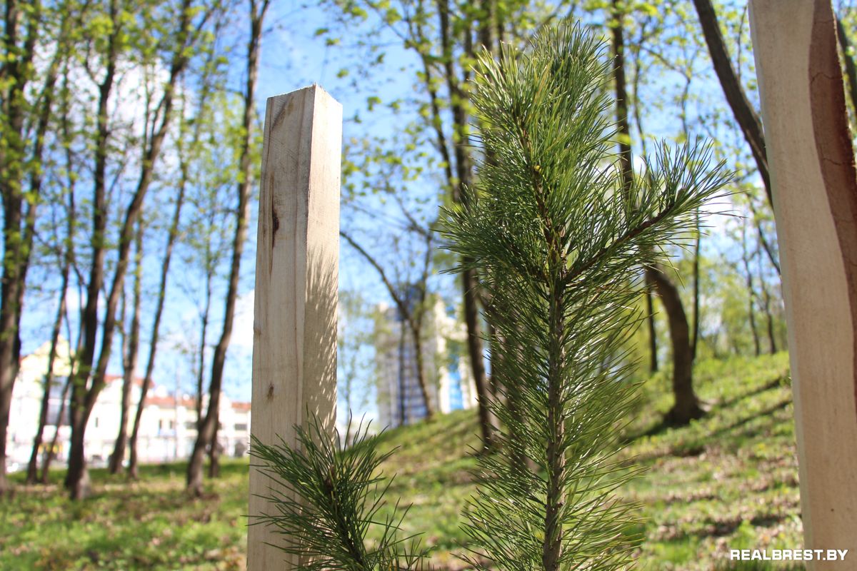 Посадить дерево — самый неэгоистичный из поступков