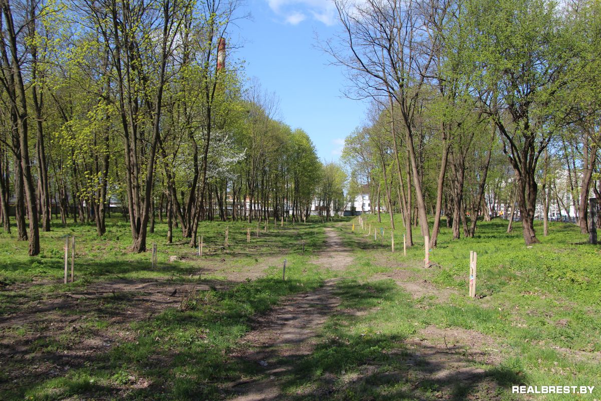 Посадить дерево — самый неэгоистичный из поступков