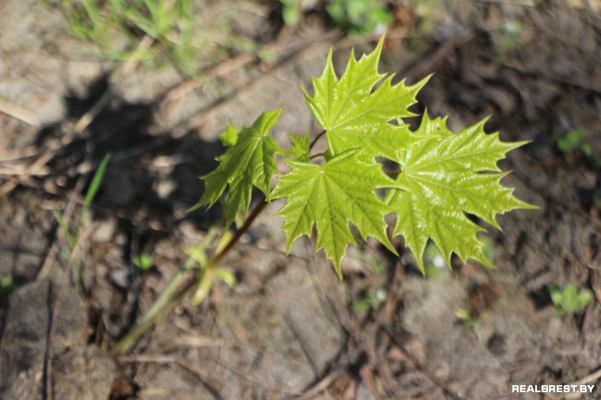 Посадить дерево — самый неэгоистичный из поступков