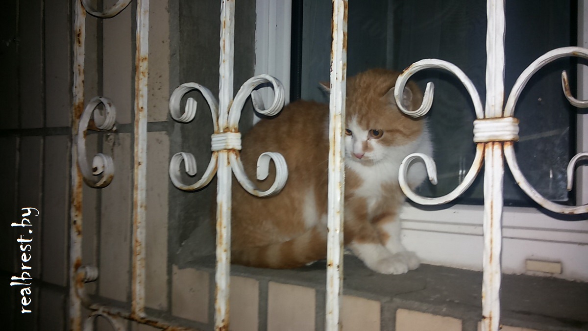Как бездомный кот дом нашёл и снова его потерял