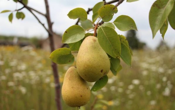 Зачем современному жителю Бреста домик на хуторе?