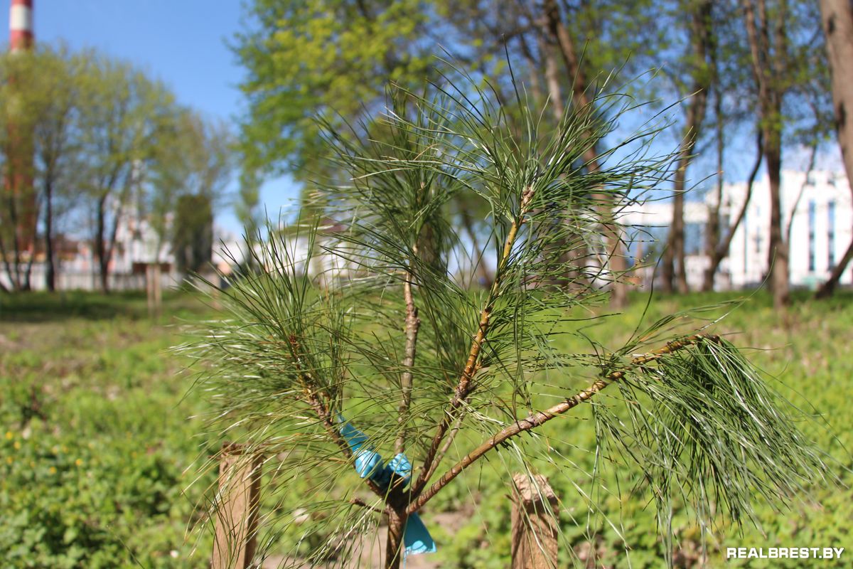 Посадить дерево — самый неэгоистичный из поступков