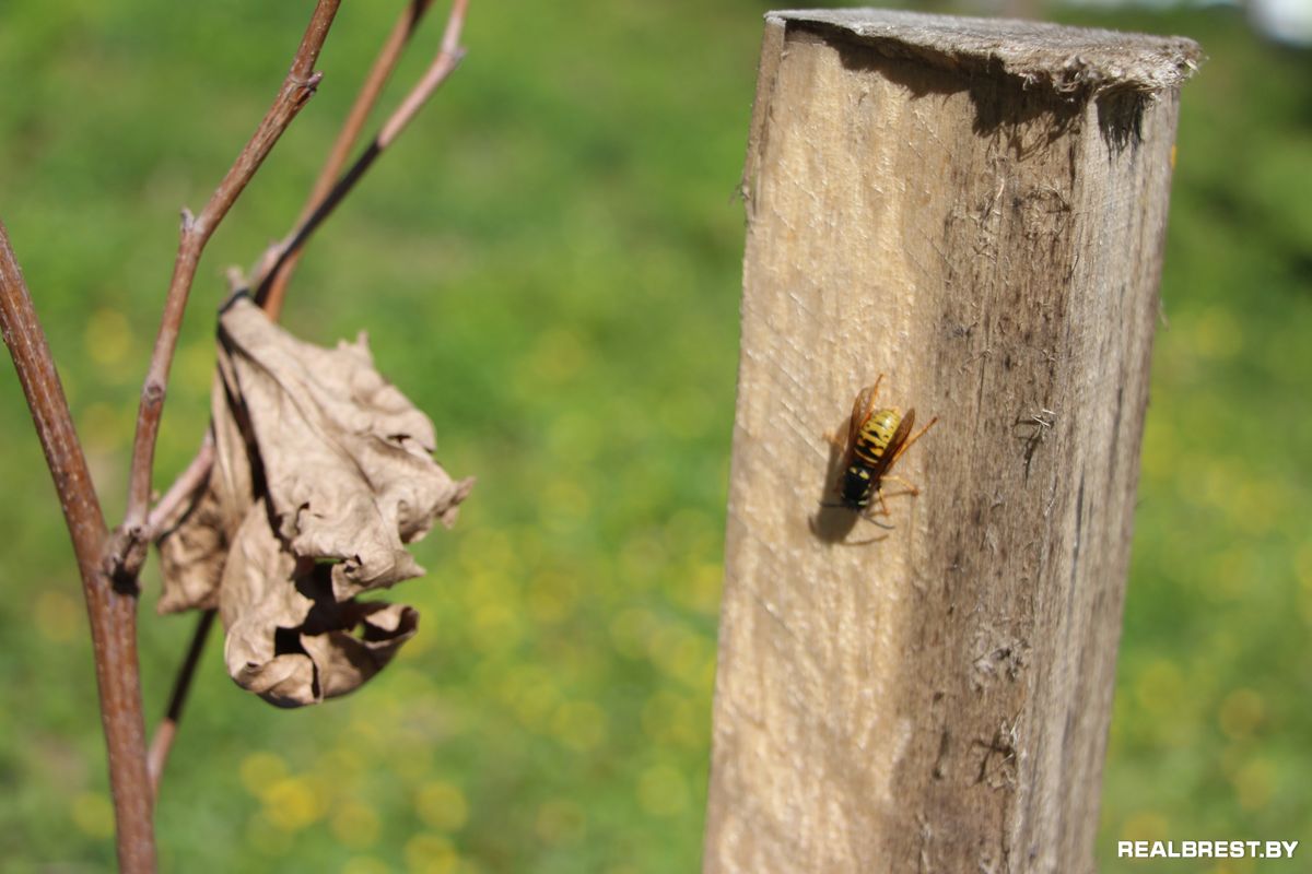 Посадить дерево — самый неэгоистичный из поступков
