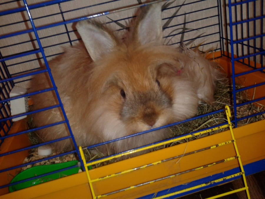 Как кролик не в руки добрые попал, а на Kufar.by