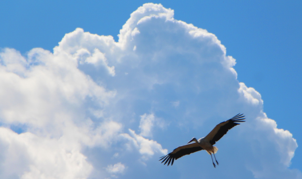 Беларусь - страна для аистов