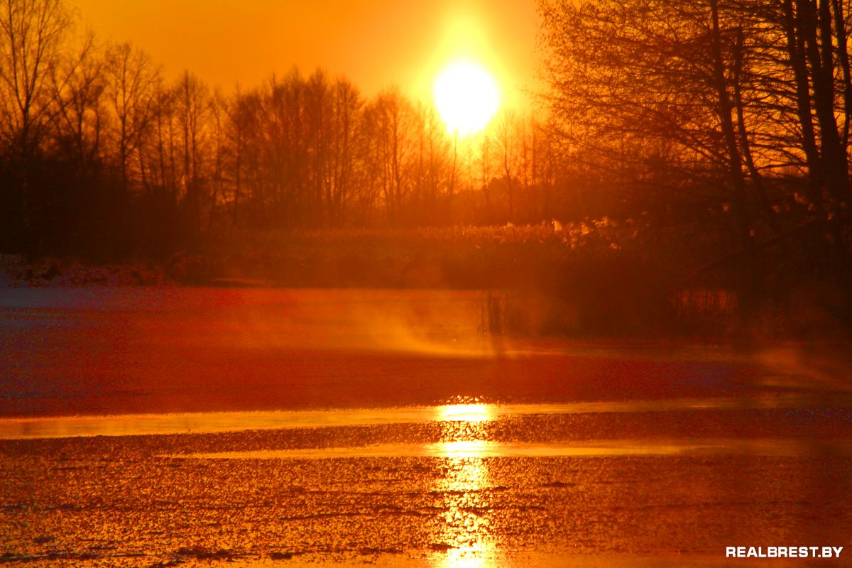 Большая драма одной маленькой брестской утки