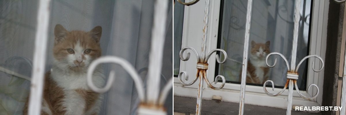 Как бездомный кот дом нашёл и снова его потерял