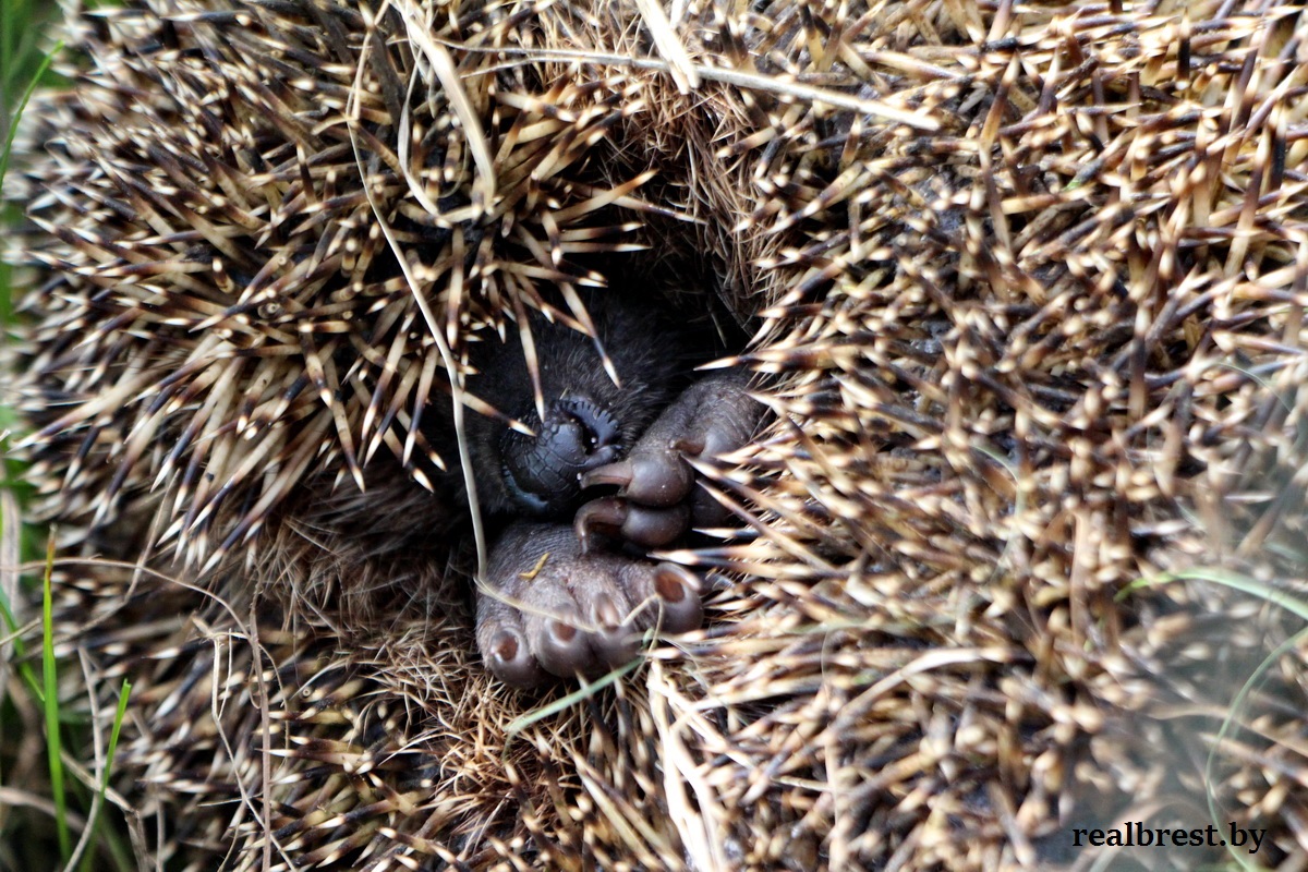 Ёжик в заборе