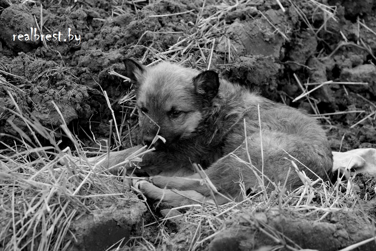 Смалодушничал