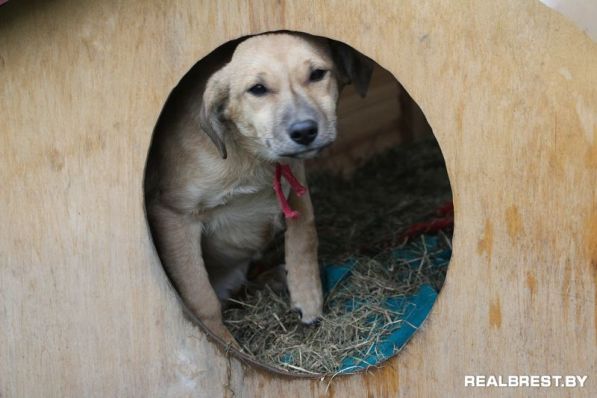 Собака, которая научила меня ценить время …