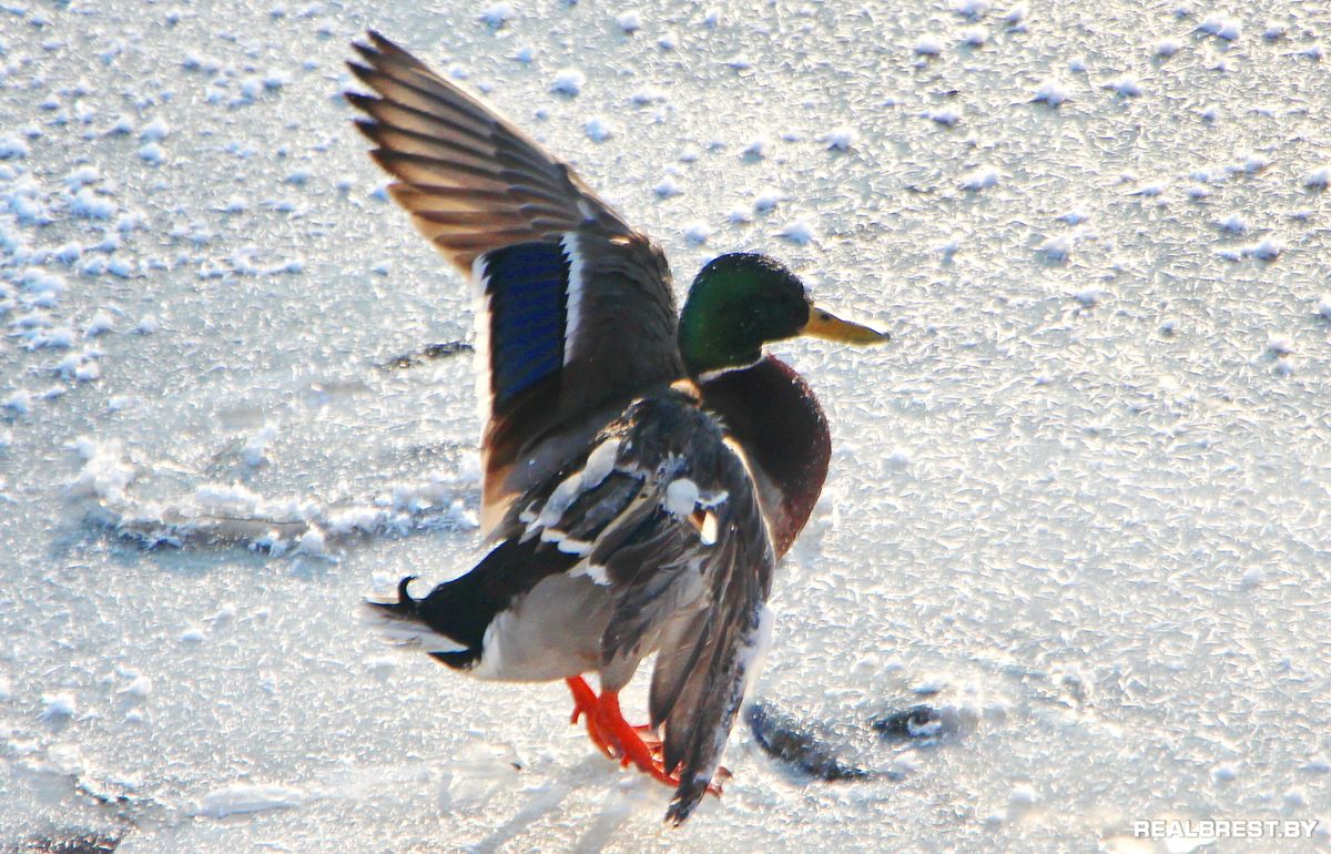 Большая драма одной маленькой брестской утки