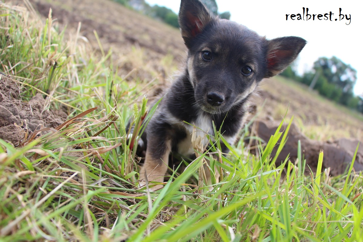 Смалодушничал