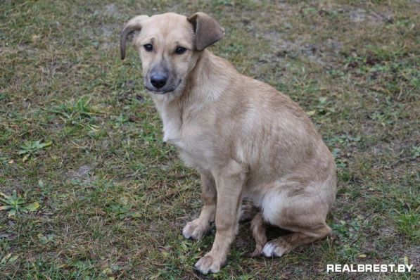 Собака, которая научила меня ценить время …