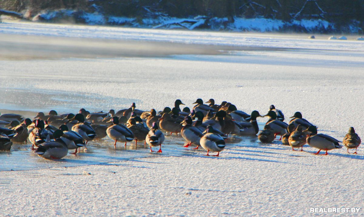 Большая драма одной маленькой брестской утки