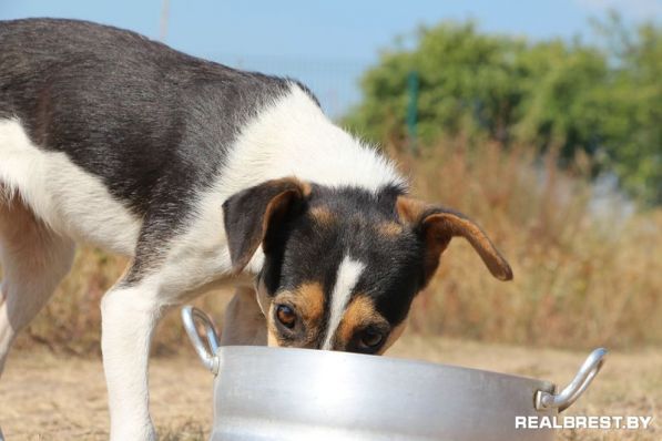 Собака-бояка