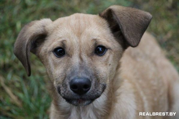 Собака, которая научила меня ценить время …