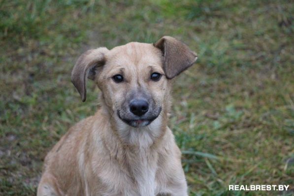 Собака, которая научила меня ценить время …