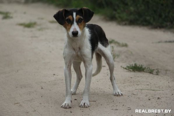 Собака-бояка