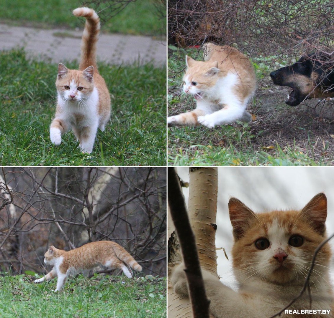 Как бездомный кот дом нашёл и снова его потерял