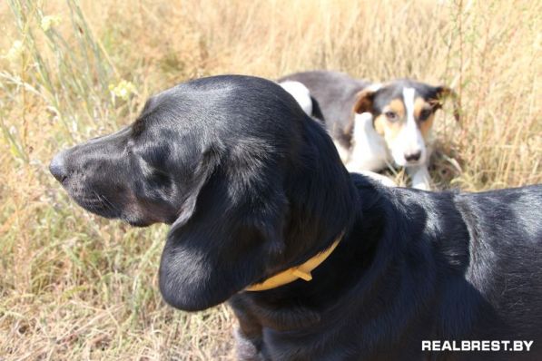 Собака-бояка