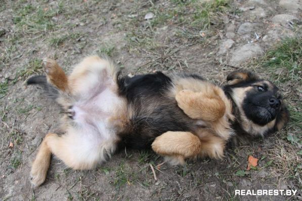 Застрелить и задушить