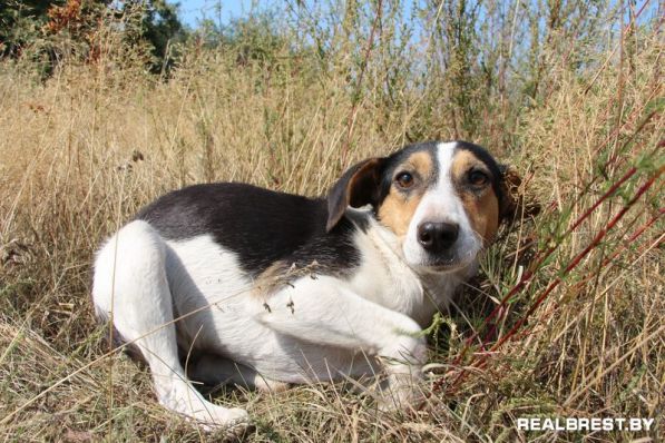 Собака-бояка